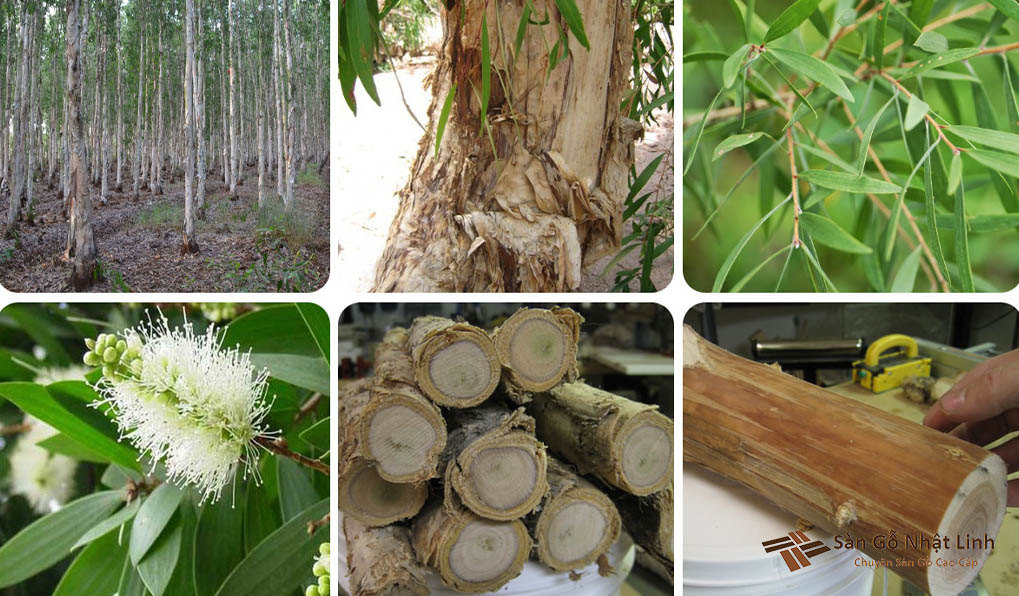 đặc trưng của gỗ