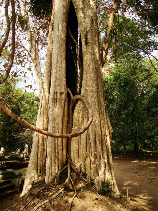 Cây bằng lăng cườm lâu năm!