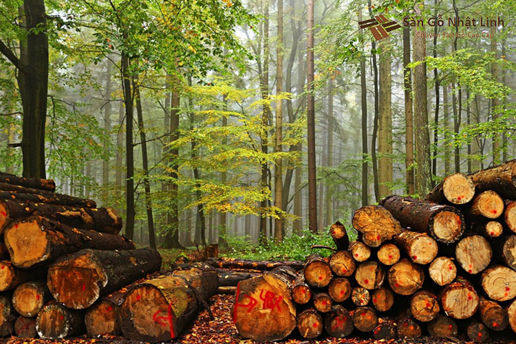 giá sàn gỗ thông tự nhiên